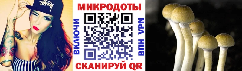 Галлюциногенные грибы Psilocybe где найти Высоковск